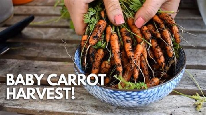 Can baby carrots make you sick?
