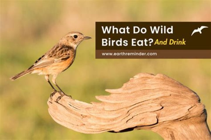 Do wild birds eat raw potatoes?
