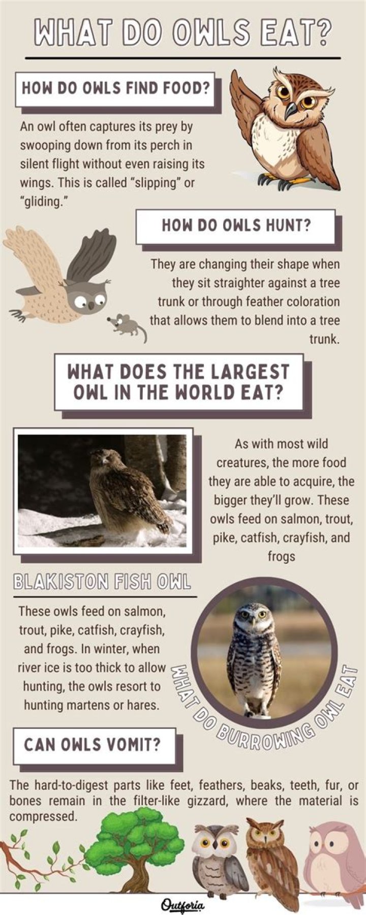 Does the owl diet work?