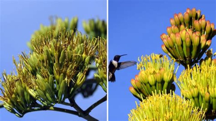 How long does a century plant bloom last?