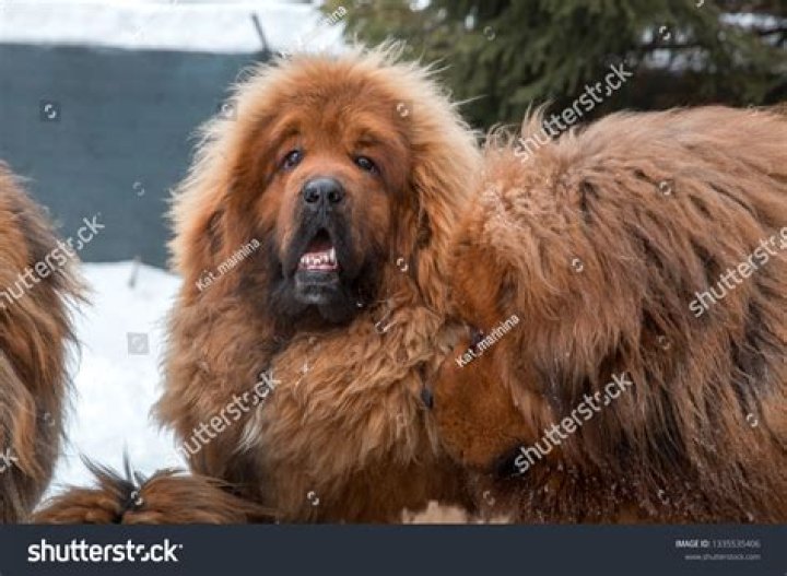 Is the Tibetan mastiff the biggest dog in the world?