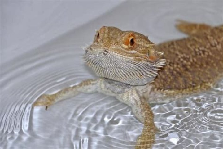 Should I let my bearded dragon swim?