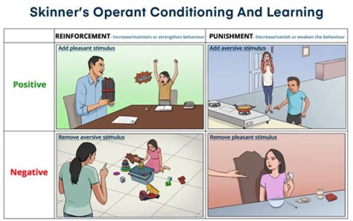 What did Skinner say about positive reinforcement?