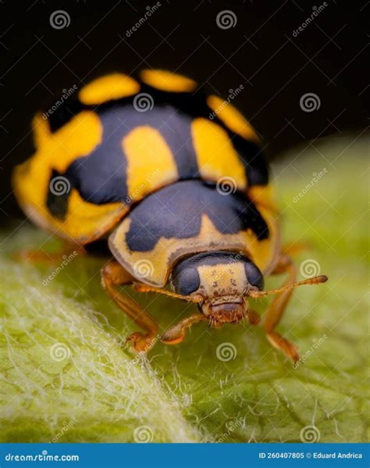 What does it mean if a black and yellow ladybug lands on you?