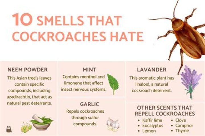 What smells do roaches hate the most?