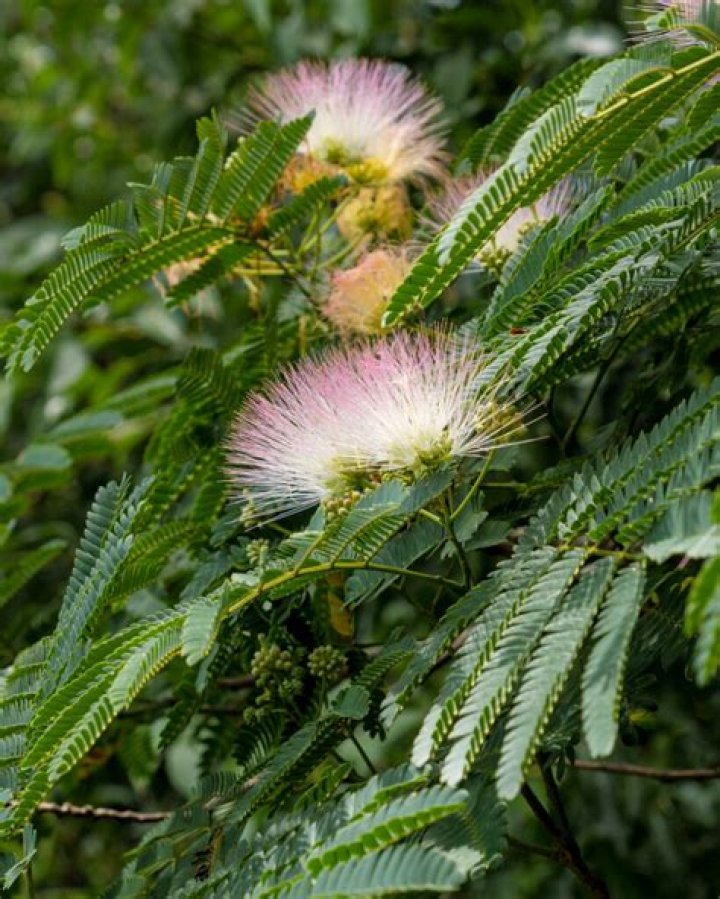 What will kill a mimosa tree?